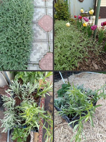 Малоуходный сад. Папоротник и др. растения