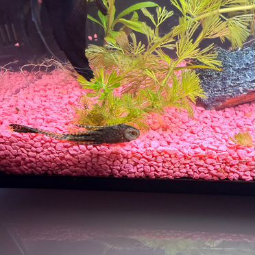 Умный аквариум Mijia SMART Fish Tank (MYG100) 20L