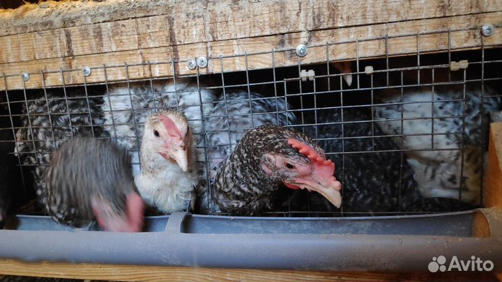 Куры и Петухи