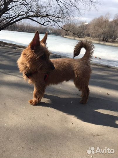 Найдись, барышня, для нашего кавалера