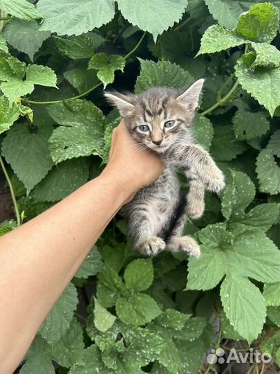 Смесь британка шотланка