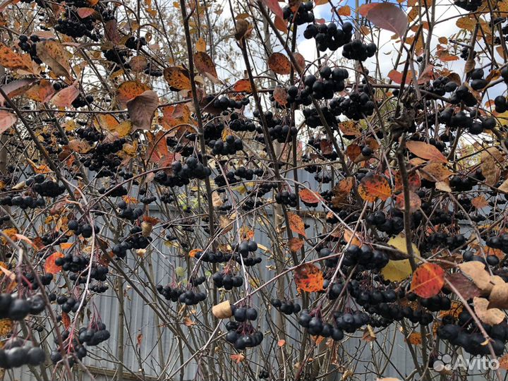 Урожай чернаплодной рябины