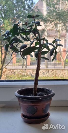 Толстянка (денежное дерево) с керам. горшком
