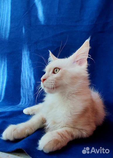 Мейн-кун высокое красное серебро