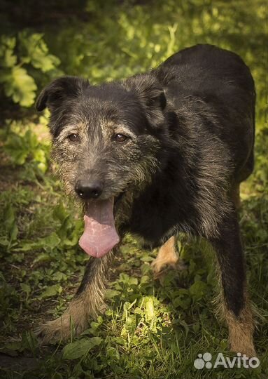Бородатое чудо пёс Добик