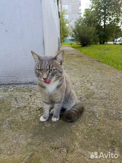 Кот молодой