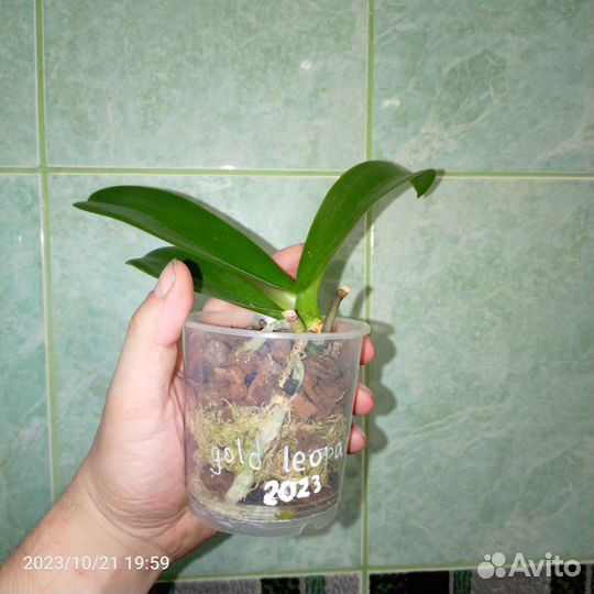 Орхидеи и не только