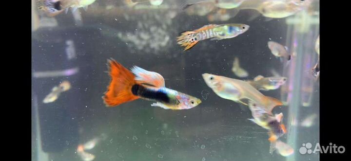 Аквариумные рыбки гуппи