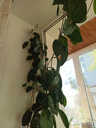 Хойя(восковое дерево)