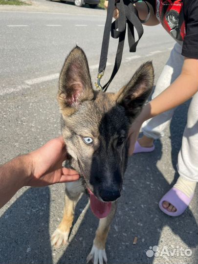 Ральф ищет дом