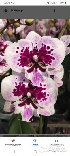 Орхидея фаленопсис биг лип Алладин