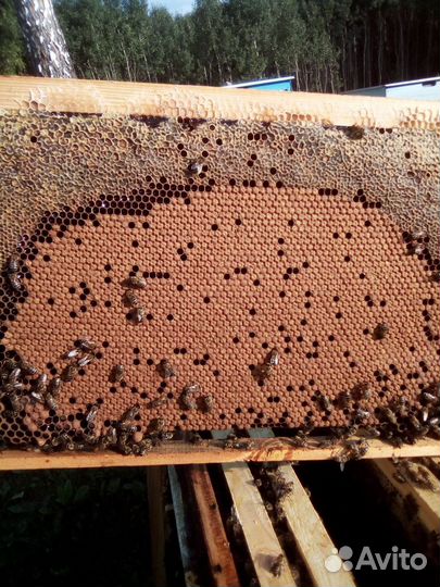 Матки Карника F 1