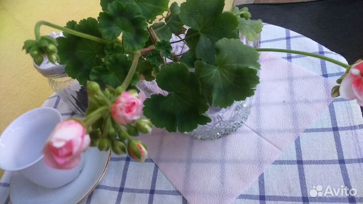 Почти вечноцветущая пеларгония-крупн-цв-2 растения