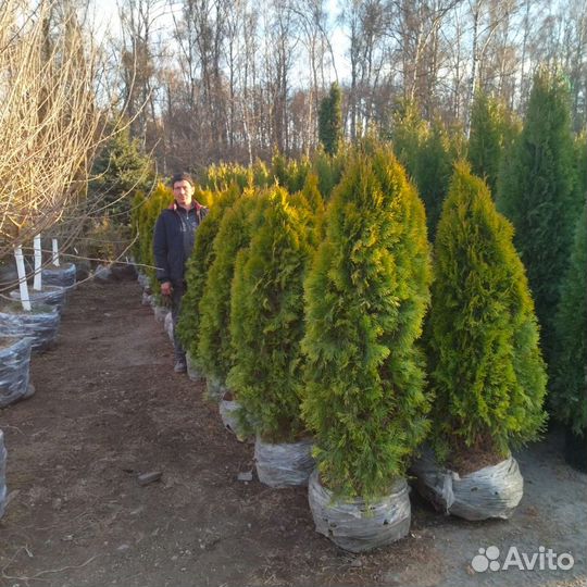 Туя Голден Смарагд