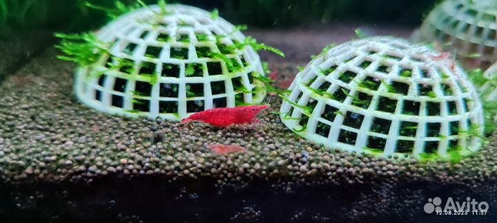 Креветки жёлтый неон креветки вишня