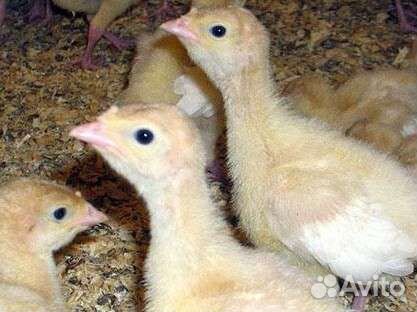 Индюшата бройлерные Виктория и Грейд Мейкер