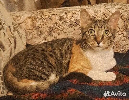 Замурчательной красавице очень нужен дом