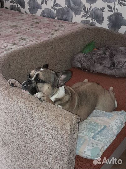 Франзуский бульдог вязка