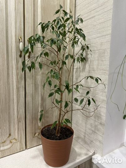 Фикус бенджамина