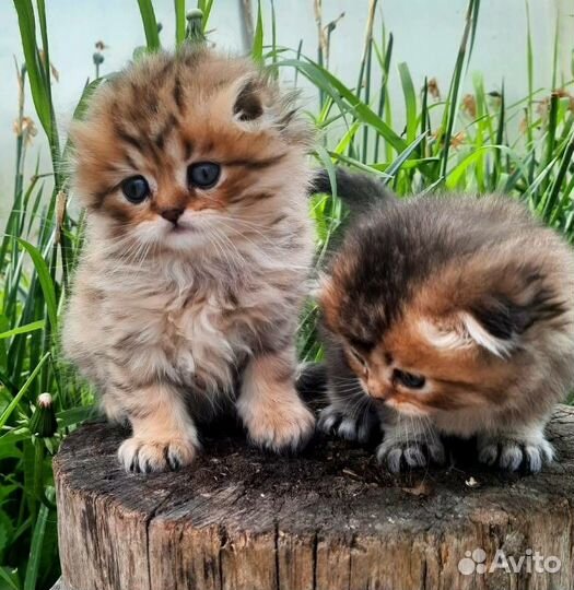 Вислоухие и прямоухие шотландские котята