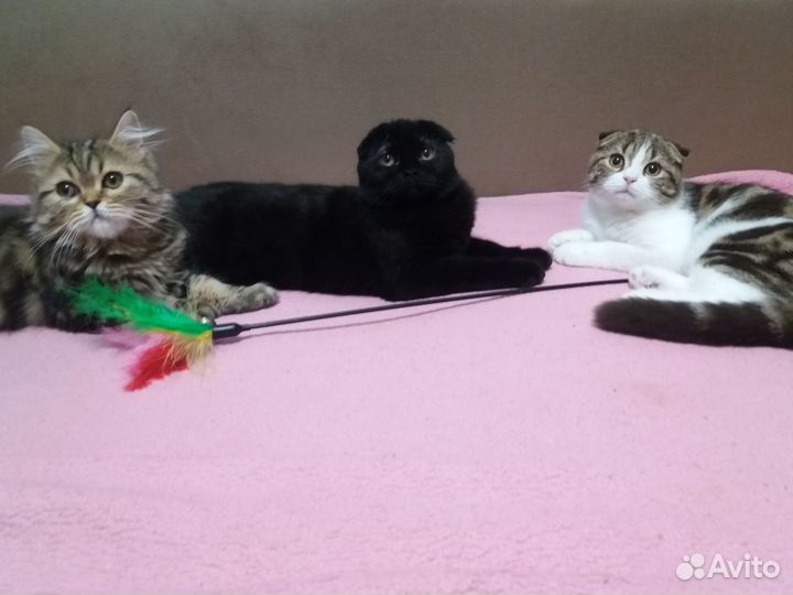 Мраморные шотланские котята