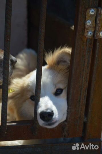 Миниатюрная собака ищет дом