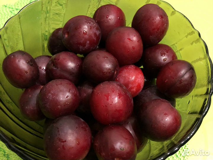 Садовая слива