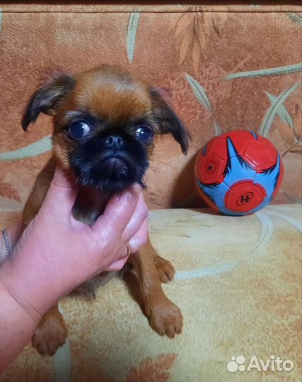 Пти брабансон