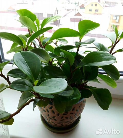 Пеперомия туполистная