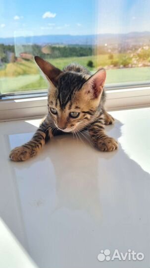 Бенгальская. Котята бенгалята. Маленькие леопарды