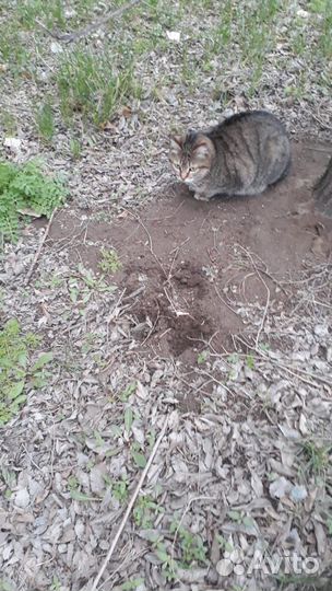Кошка в добрые руки