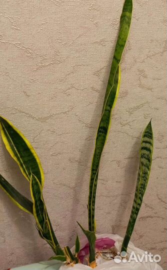 Сансевиерия