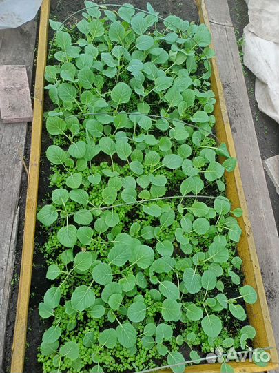 Рассада капусты