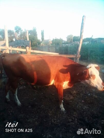 Продается корова