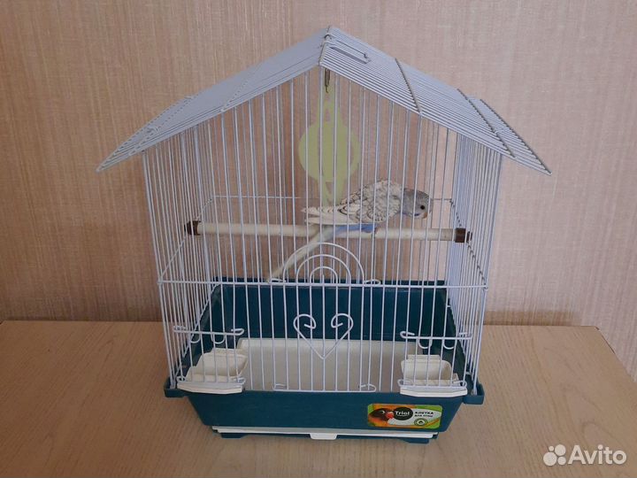 Попугай с клеткой