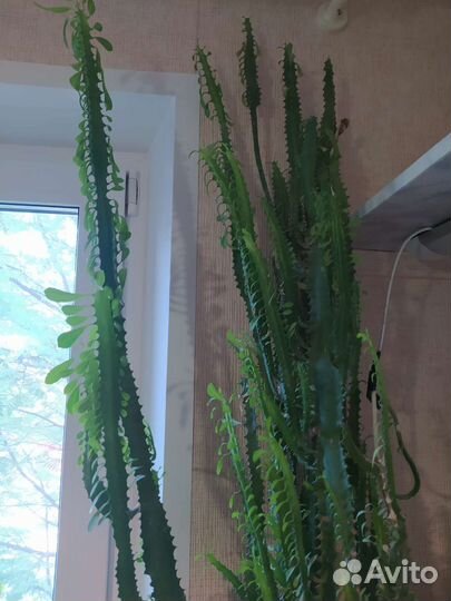 Молочай трехгранный 1.5 метра