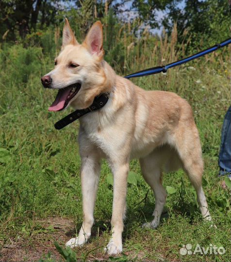 Собака Мирта