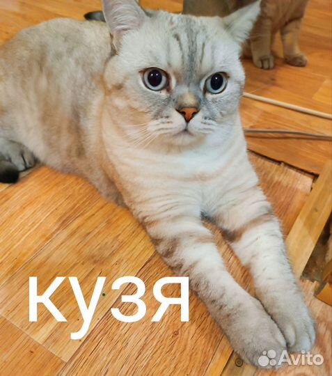 Британская кошка