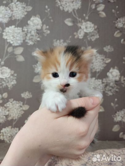Котята