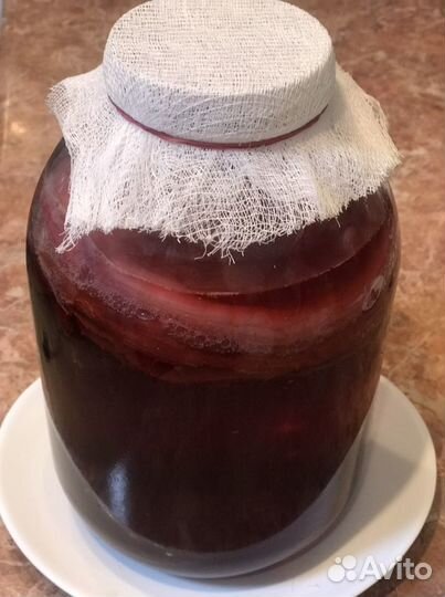 Чайный гриб(комбуча)