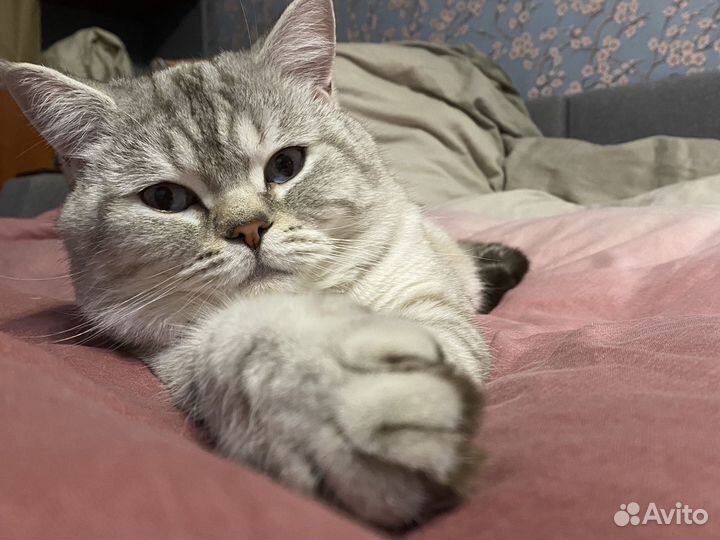 Британский кот вязка