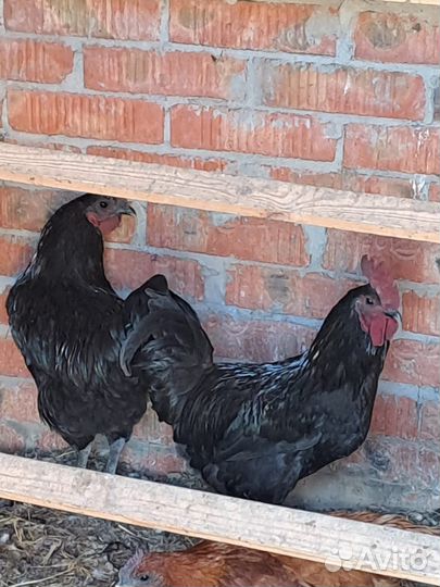 Петух лакеданзи и ухейилюй