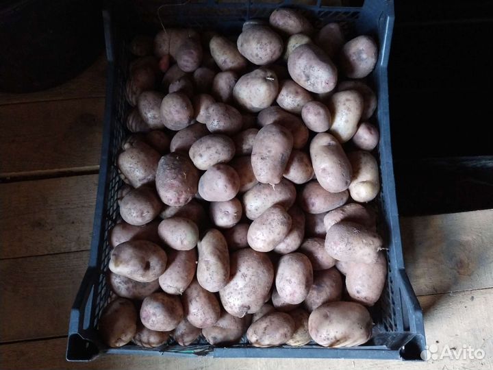 Продам картофель