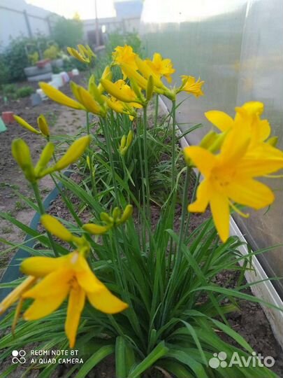 Цветы для огорода