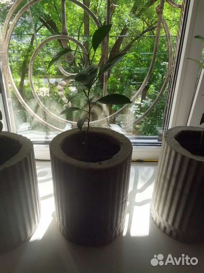 Мандариновое дерево