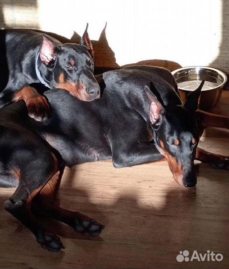 Щенки добермана