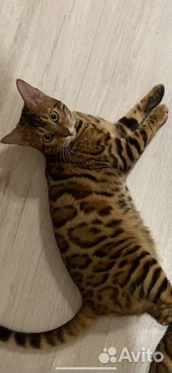 Бенгальский кот вязка