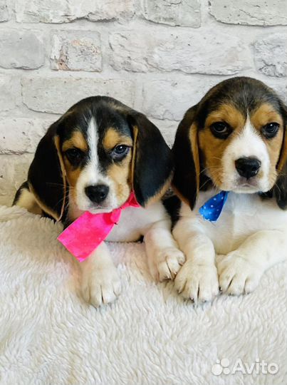 Щенки бигль