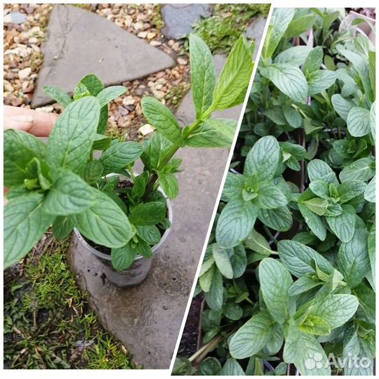 Душистые травы, перец