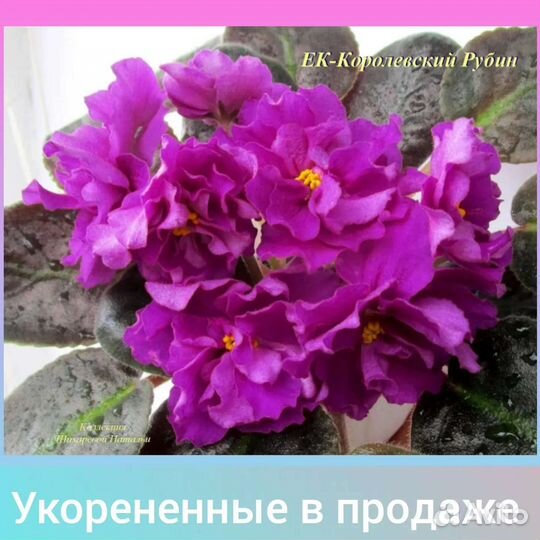 Сортовые фиалки, детки и стартеры